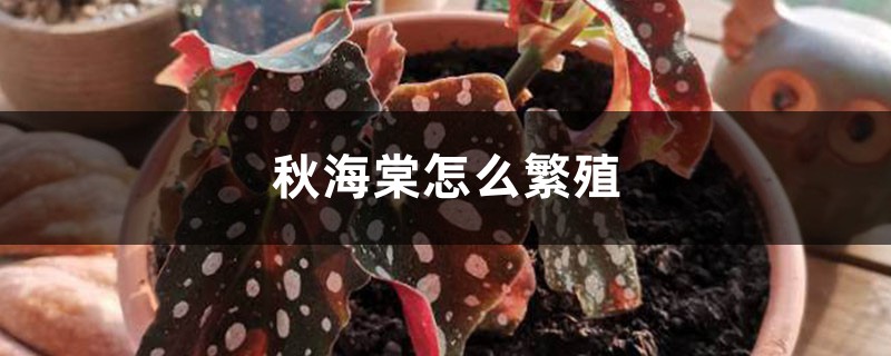 秋海棠怎么繁殖 秋海棠怎么繁殖