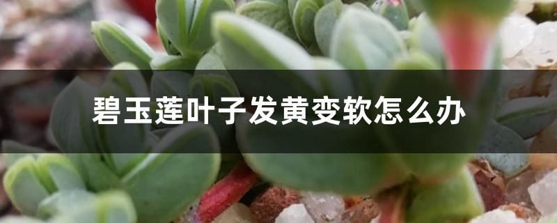 碧玉莲叶子发黄变软怎么办 碧玉莲叶子发黄变软怎么办