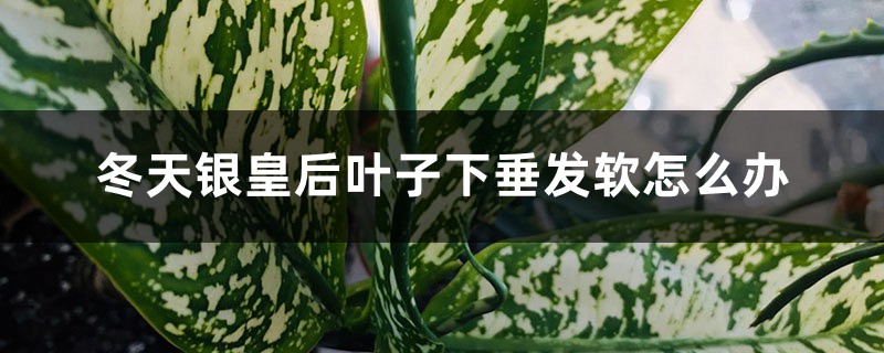 冬天银皇后叶子下垂发软怎么办 冬天银皇后叶子下垂发软怎么办