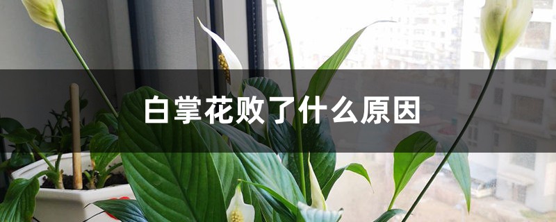 白掌花败了什么原因 白掌花败了什么原因