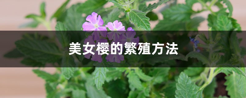 美女樱的繁殖方法 美女樱的繁殖方法