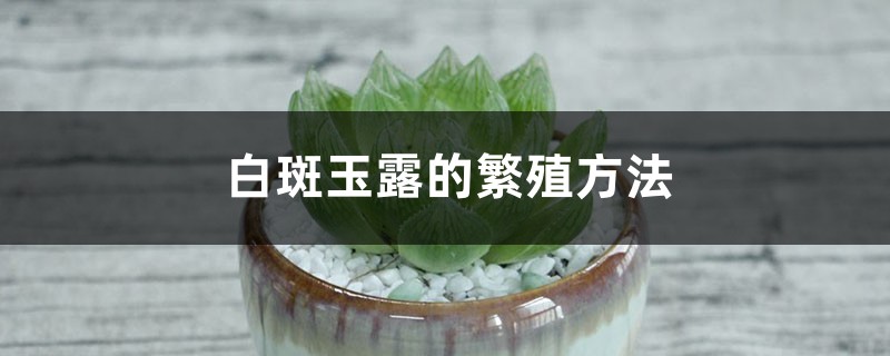 白斑玉露的繁殖方法 白斑玉露的繁殖方法