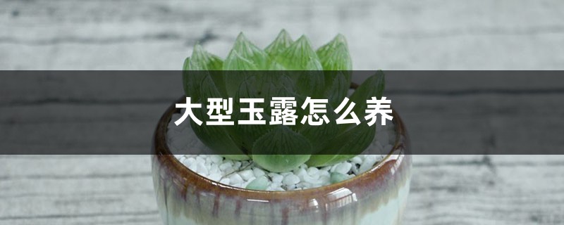 大型玉露怎么养 大型玉露怎么养