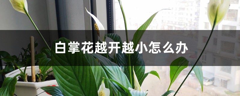 白掌花越开越小怎么办 白掌花越开越小怎么办