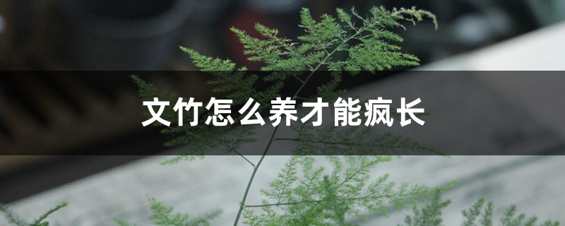 文竹怎么养才能疯长 文竹怎么养才能疯长