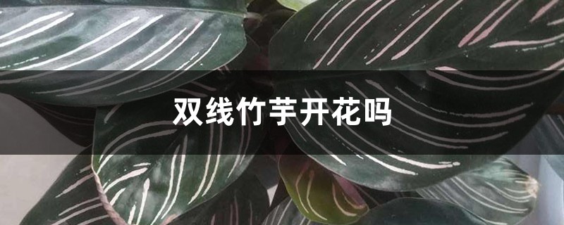 双线竹芋开花吗 双线竹芋开花吗