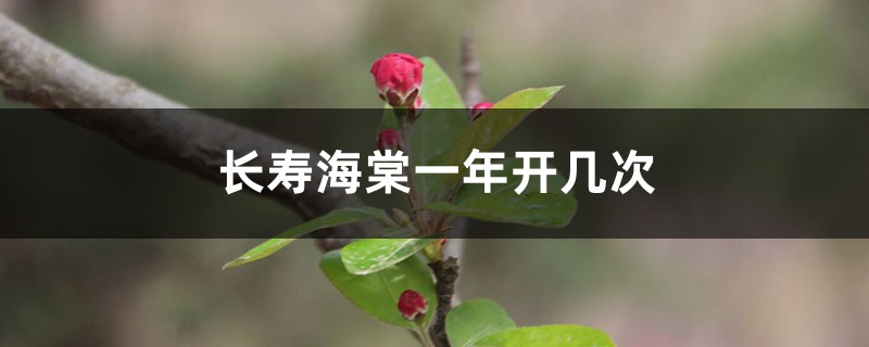 长寿海棠一年开几次 长寿海棠一年开几次