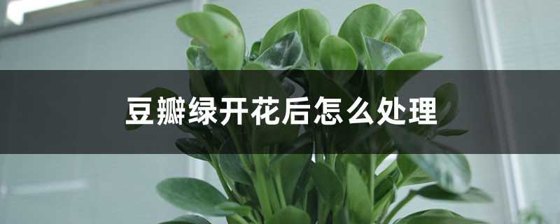豆瓣绿开花后怎么处理 豆瓣绿开花后怎么处理