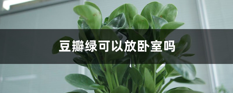 豆瓣绿可以放卧室吗 豆瓣绿可以放卧室吗