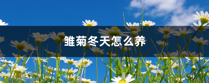 雏菊冬天怎么养 雏菊冬天怎么养