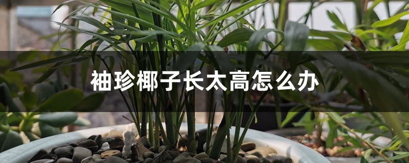 袖珍椰子长太高怎么办 袖珍椰子长太高怎么办