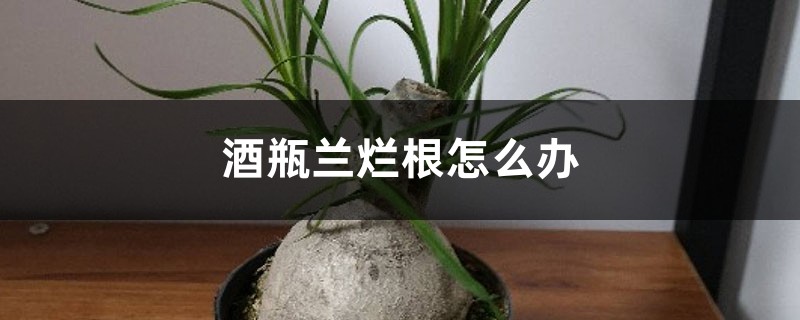 酒瓶兰烂根怎么办 酒瓶兰烂根怎么办