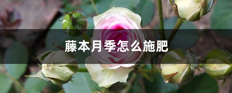 藤本月季怎么施肥 藤本月季怎么施肥