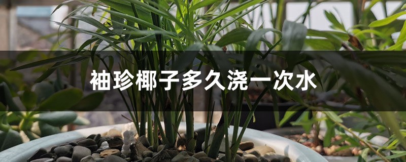 袖珍椰子多久浇一次水 袖珍椰子多久浇一次水