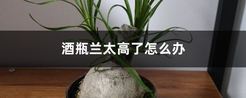 酒瓶兰太高了怎么办 酒瓶兰太高了怎么办