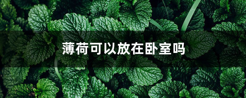 薄荷可以放在卧室吗 薄荷可以放在卧室吗