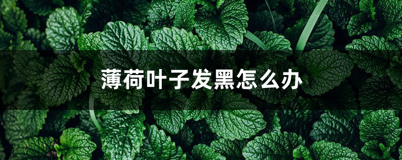薄荷叶子发黑怎么办 薄荷叶子发黑怎么办