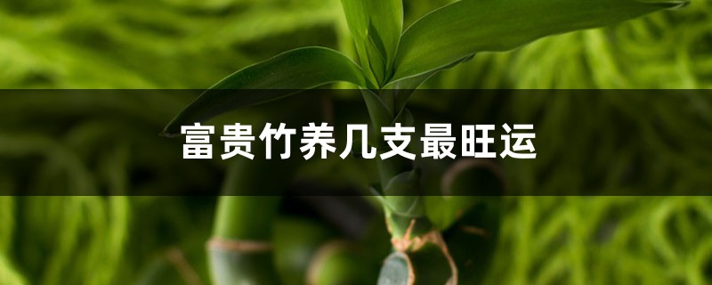 富贵竹养几支最旺运 富贵竹养几支最旺运