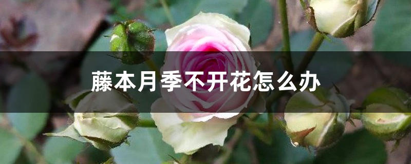 藤本月季不开花怎么办 藤本月季不开花怎么办