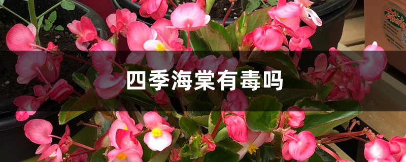四季海棠有毒吗 四季海棠有毒吗