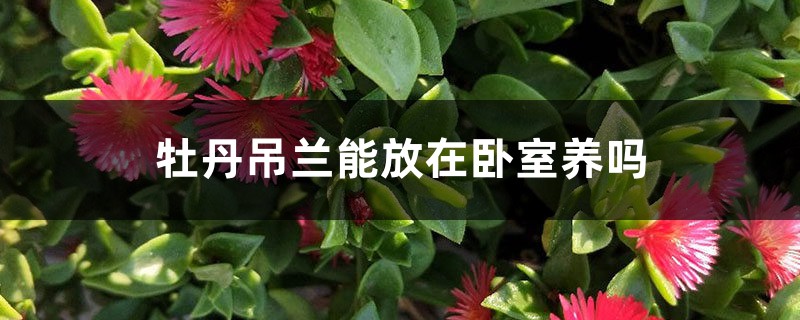 牡丹吊兰能放在卧室养吗 牡丹吊兰能放在卧室养吗