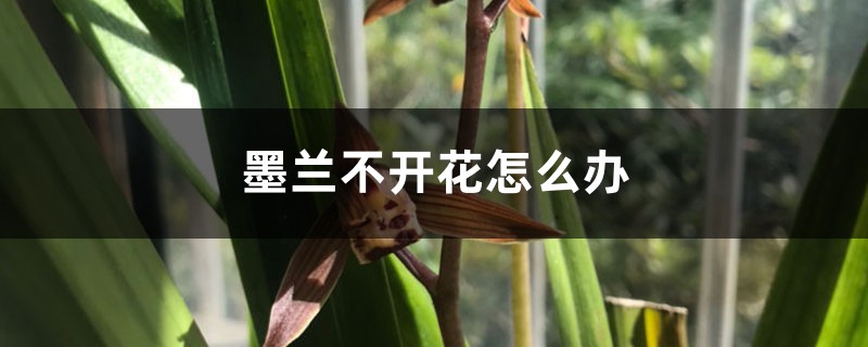 墨兰不开花怎么办 墨兰不开花怎么办