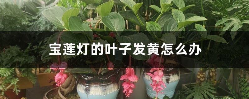 宝莲灯的叶子发黄怎么办 宝莲灯的叶子发黄怎么办