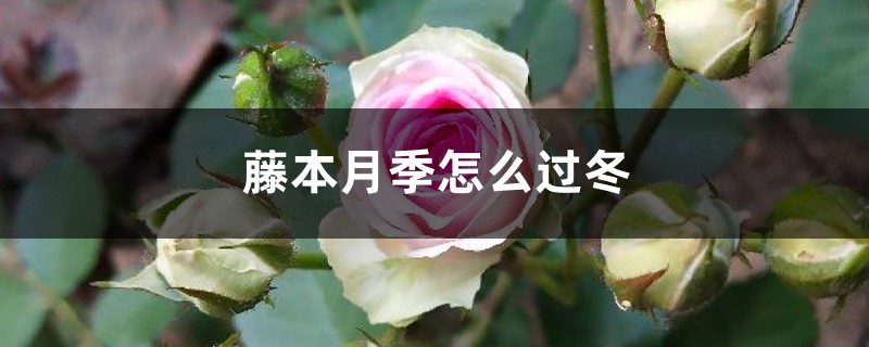 藤本月季怎么过冬 藤本月季怎么过冬