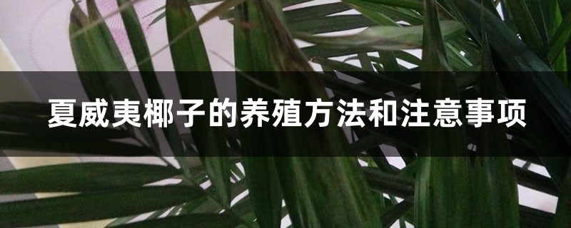 夏威夷椰子的养殖方法和注意事项 夏威夷椰子的养殖方法和注意事项