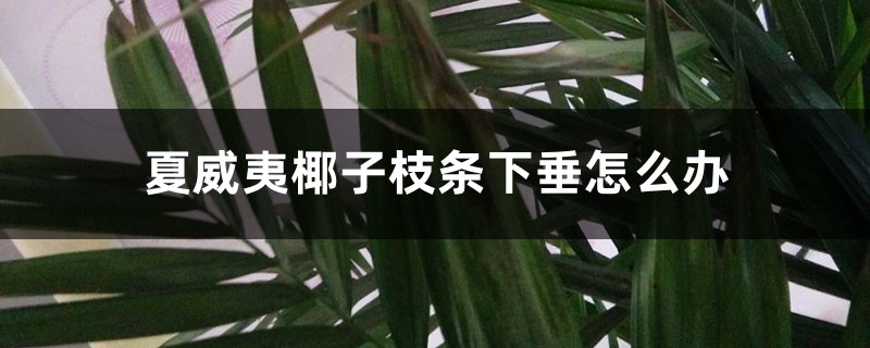 夏威夷椰子枝条下垂怎么办 夏威夷椰子枝条下垂怎么办