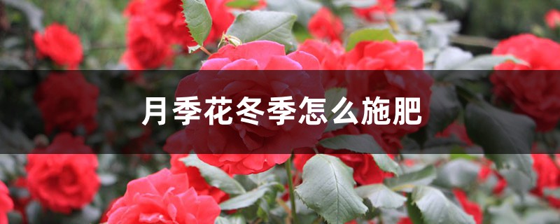 月季花冬季怎么施肥 月季花冬季怎么施肥