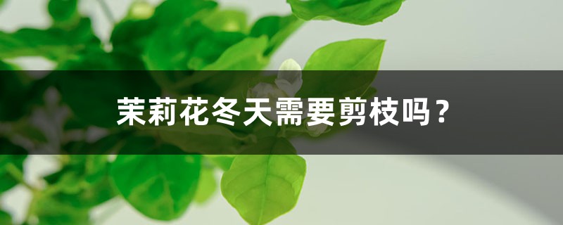 茉莉花冬天需要剪枝吗? 茉莉花冬天需要剪枝吗?