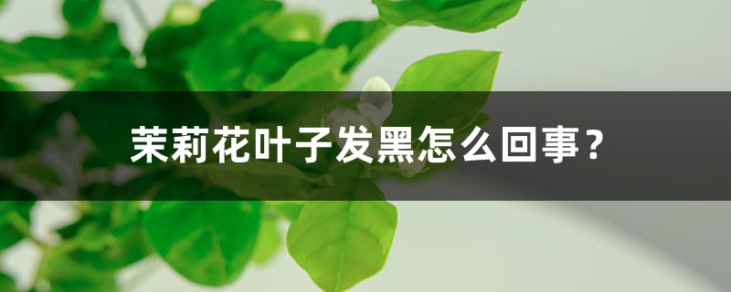 茉莉花叶子发黑怎么回事? 茉莉花叶子发黑怎么回事?