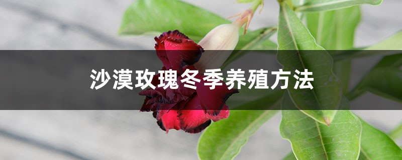 沙漠玫瑰冬季养殖方法 沙漠玫瑰冬季养殖方法