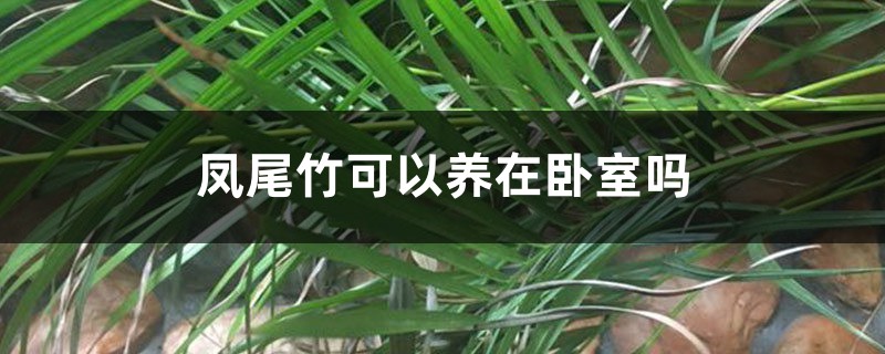 凤尾竹可以养在卧室吗 凤尾竹可以养在卧室吗