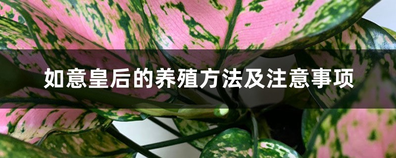 如意皇后的养殖方法及注意事项 如意皇后的养殖方法及注意事项