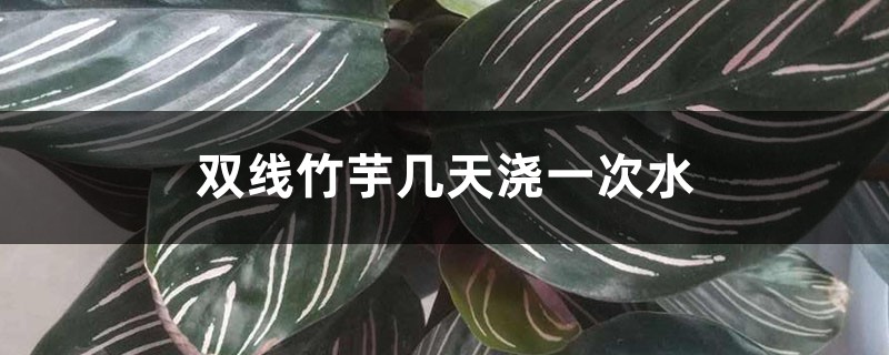 双线竹芋几天浇一次水 双线竹芋几天浇一次水