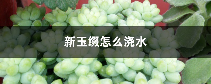 新玉缀怎么浇水 新玉缀怎么浇水