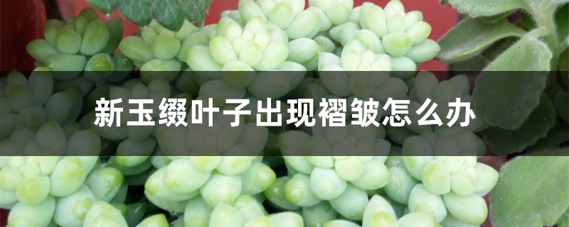 新玉缀叶子出现褶皱怎么办 新玉缀叶子出现褶皱怎么办