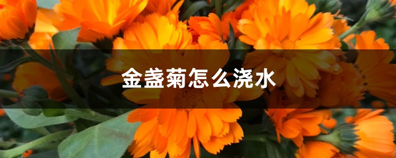 金盏菊怎么浇水 金盏菊怎么浇水