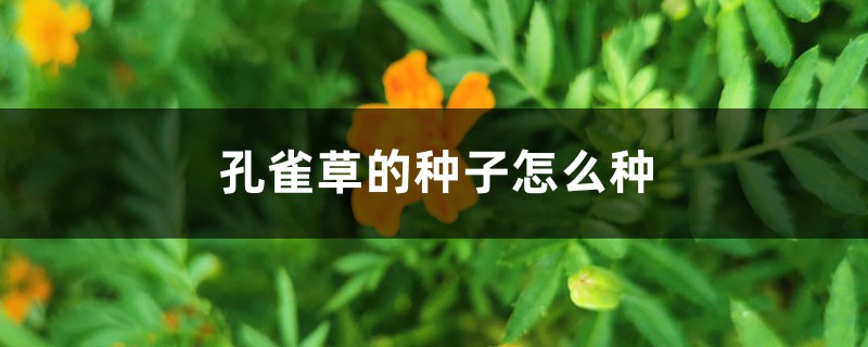 孔雀草的种子怎么种 孔雀草的种子怎么种