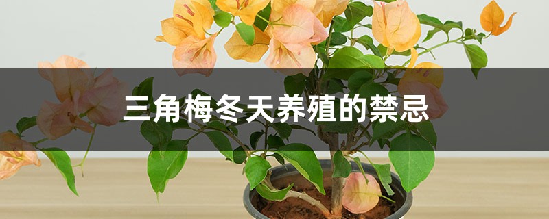 三角梅冬天养殖的禁忌 三角梅冬天养殖的禁忌
