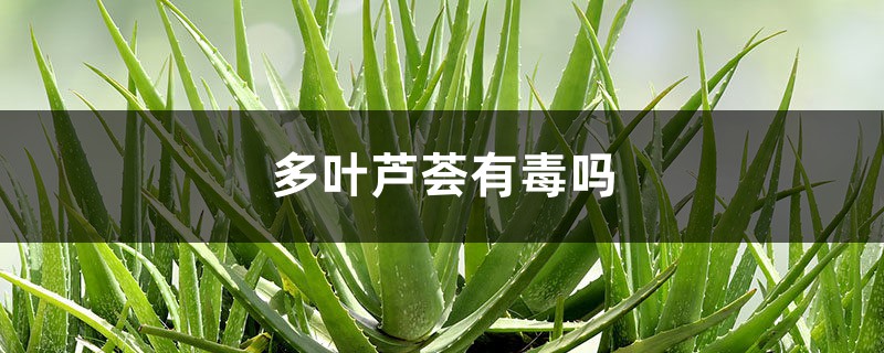 多叶芦荟有毒吗 多叶芦荟有毒吗