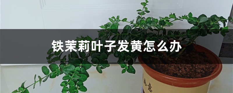 铁茉莉叶子发黄怎么办 铁茉莉叶子发黄怎么办