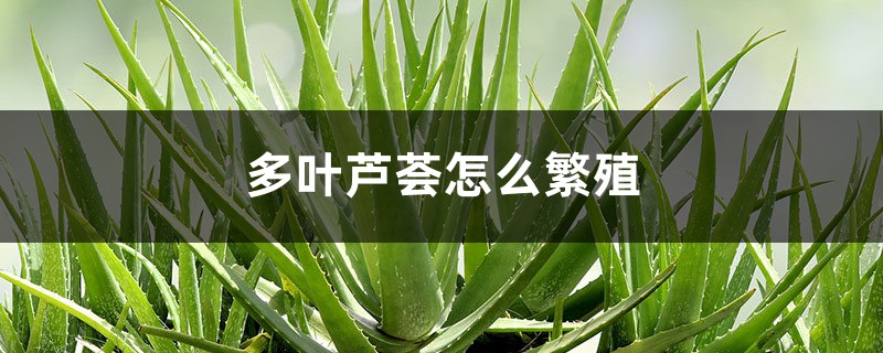 多叶芦荟怎么繁殖 多叶芦荟怎么繁殖