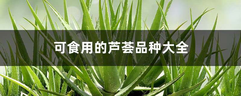 可食用的芦荟品种大全 可食用的芦荟品种大全