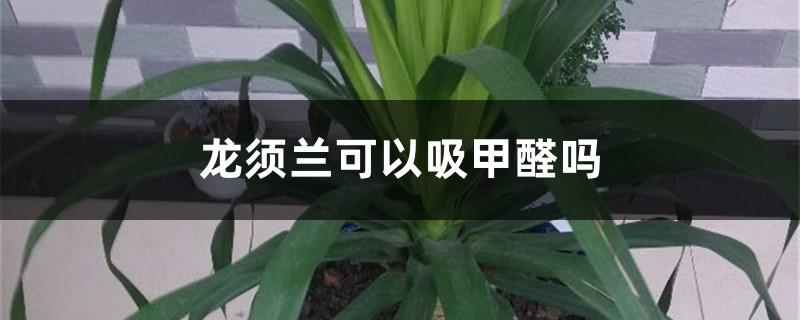 龙须兰可以吸甲醛吗 龙须兰可以吸甲醛吗
