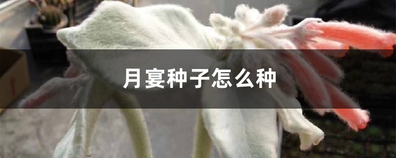 月宴种子怎么种 月宴种子怎么种