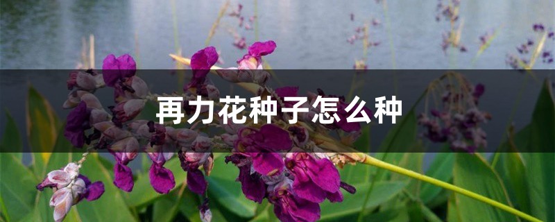 再力花种子怎么种 再力花种子怎么种