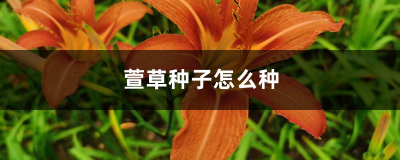 萱草种子怎么种 萱草种子怎么种